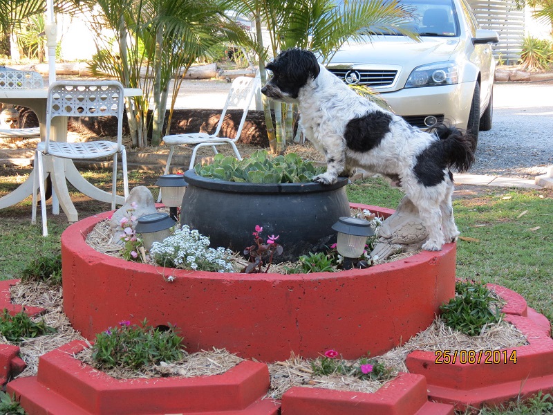 Pet Friendly Accommodation Near Gympie